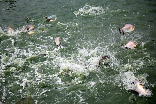 Shoal of Tambaqui (Colossoma macropomum) raised in captivity (pisciculture) photo