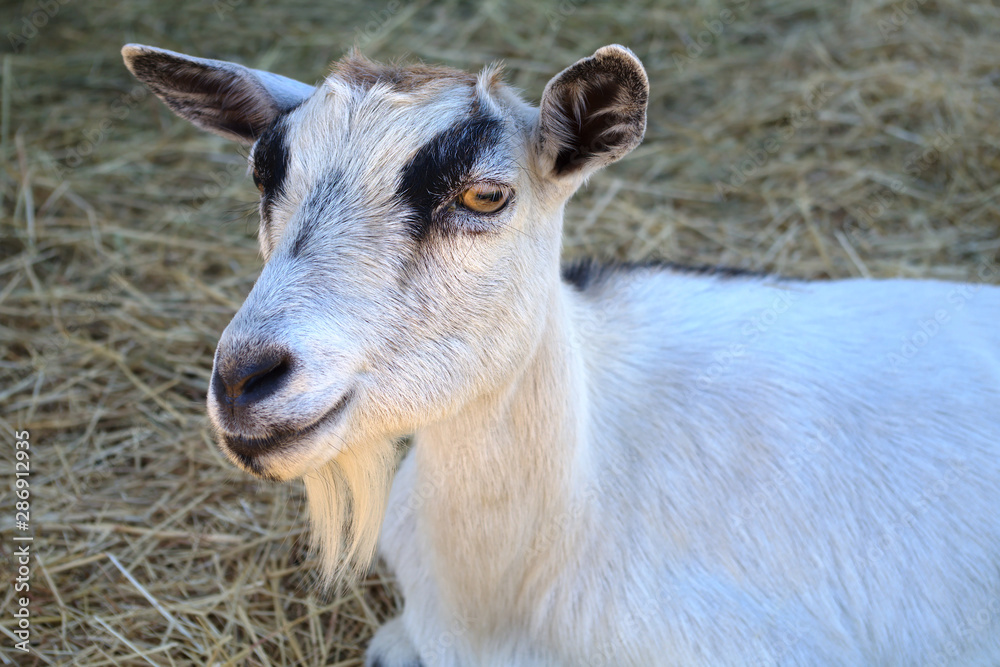 farm animal goat barn straw farming livestock agriculture