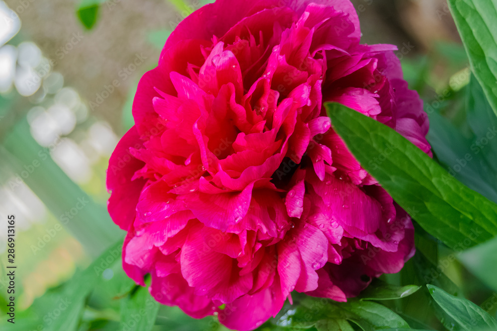 Pink peony flower with green leaves on a background of greenery in the garden. Gardening. Garden and vegetable garden. Autumn harvest. Summer flowers. Bouquet. Background. Wallpaper. texture. close up