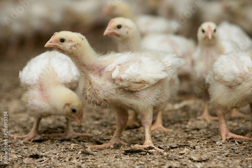 Chicken. Poultry. Chicklets. Chickenbarn. Farming