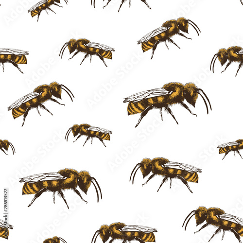 Honey bee color vector seamless pattern in engraving style on white background
