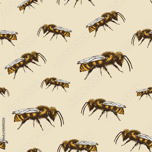 Honey bee color vector seamless pattern in engraving style on beige background