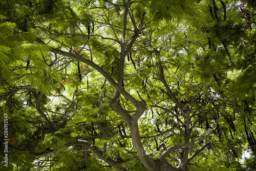 branches of green tree