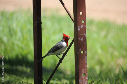 Red Crested Cardinal Bird