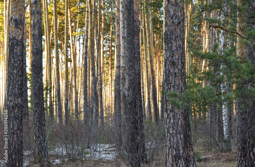 Sunny winter day in the forest.  Sun illuminates the winter forest.