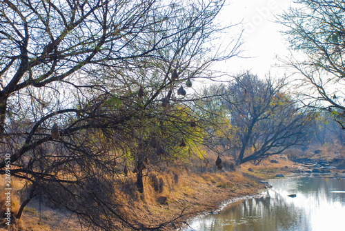 Weaver Bird nests in a tree in Limpopo Province, South Africa photo