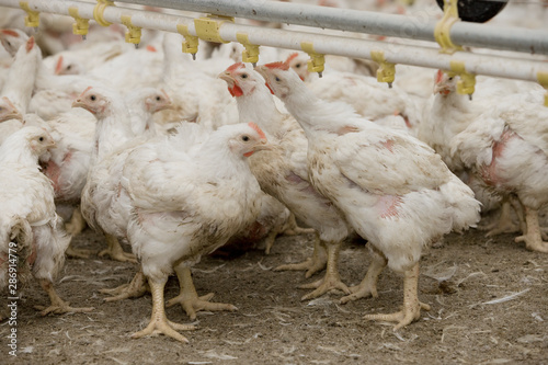 Chicken. Poultry. Chicklets. Chickenbarn. Farming