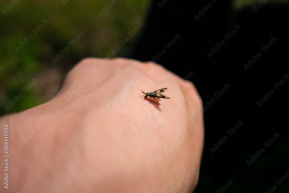 a fly insect bites a human hand