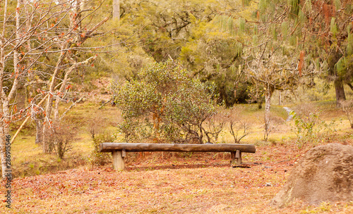 Lonely bench in an autumn forest with many dry leaves on the ground