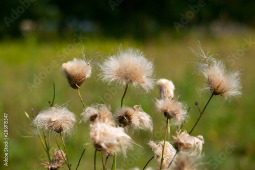 White dandelion like flower...