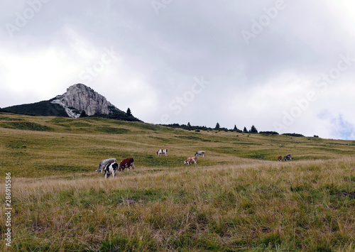 un gruppo di mucche sotto il corno bianco sulle dolomiti
