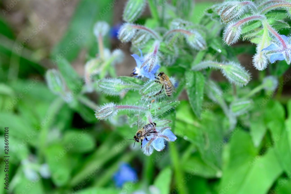Two bees on blue borage flowers in nature Two bees on blue borage flowers in nature