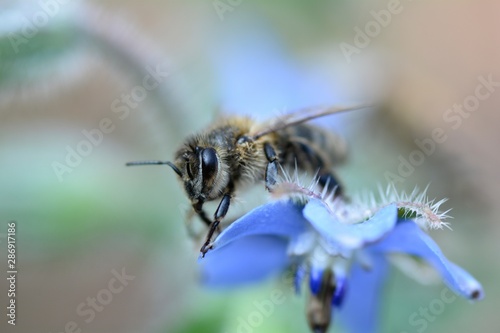 One bee  sits  on blue borage flowers in nature