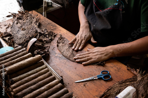 Man hands making cigars.