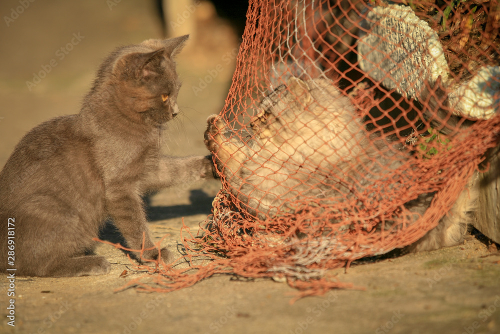 Fototapeta premium 猫島の野良猫たちの生活