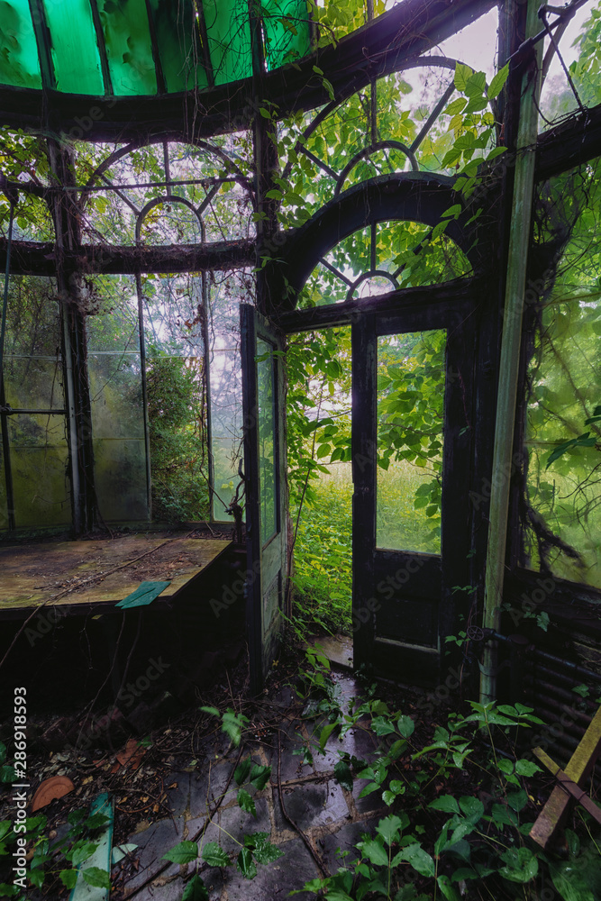 Window in the Forest