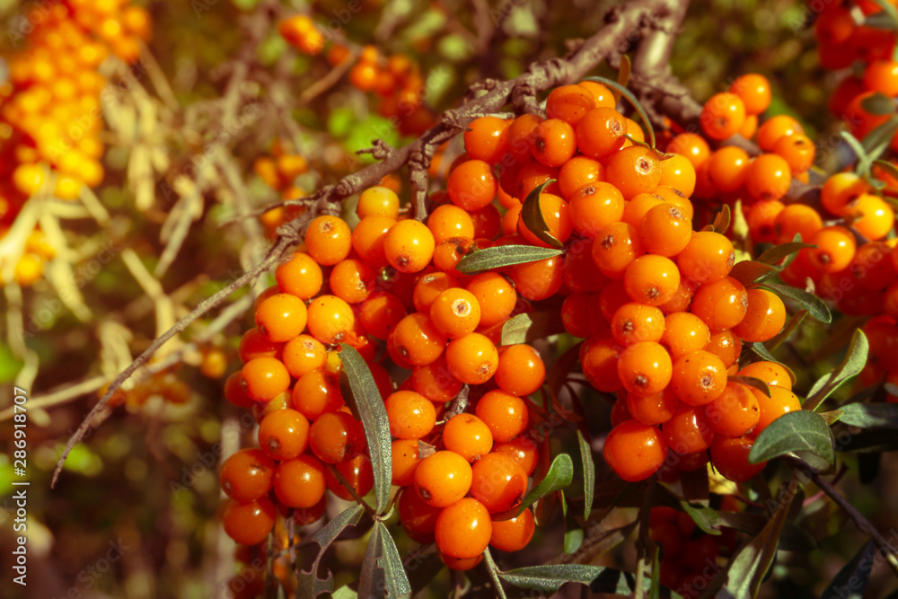 bunches of ripe sea buckthorn on the branches. Natural background, toned