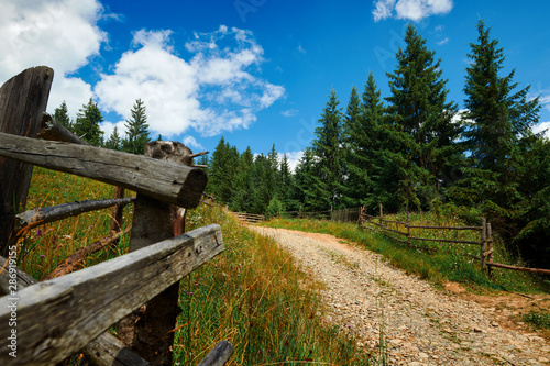 Beautiful summer landscape - country road on hills with spruces, wooden fence, cloudy sky at bright sunny day. Village with wooden homes. Carpathian mountains. Ukraine. Europe. Travel background.