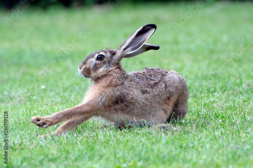 Fototapeta Little hare ready to jump after observing threats