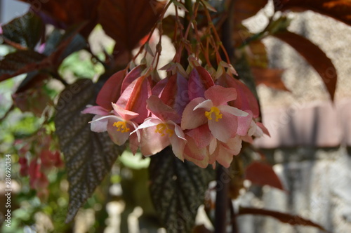 A hanging hybrid pink flower 