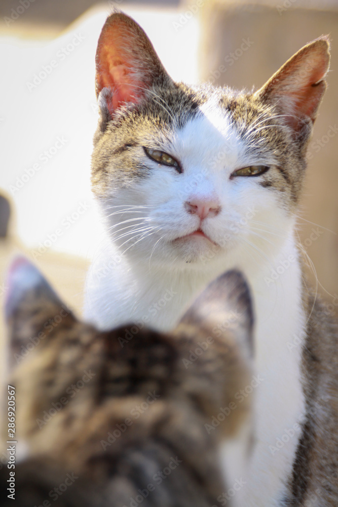 猫島の野良猫たちの生活