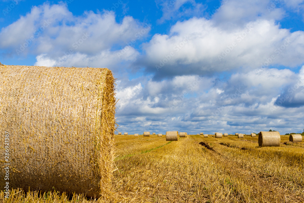 Wheatfield and haystacks of wheat of yellow color during harvest.