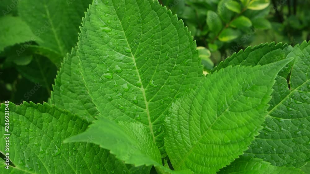 Bright green leaves of hydrangea sway in the wind on a summer day, background Bright green leaves of hydrangea sway in the wind on a summer day, background