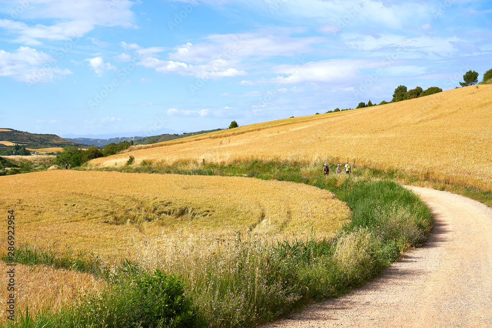 People walking the Camino de Santiago in Spain, immersed in a peaceful countryside in a beautiful summer day  