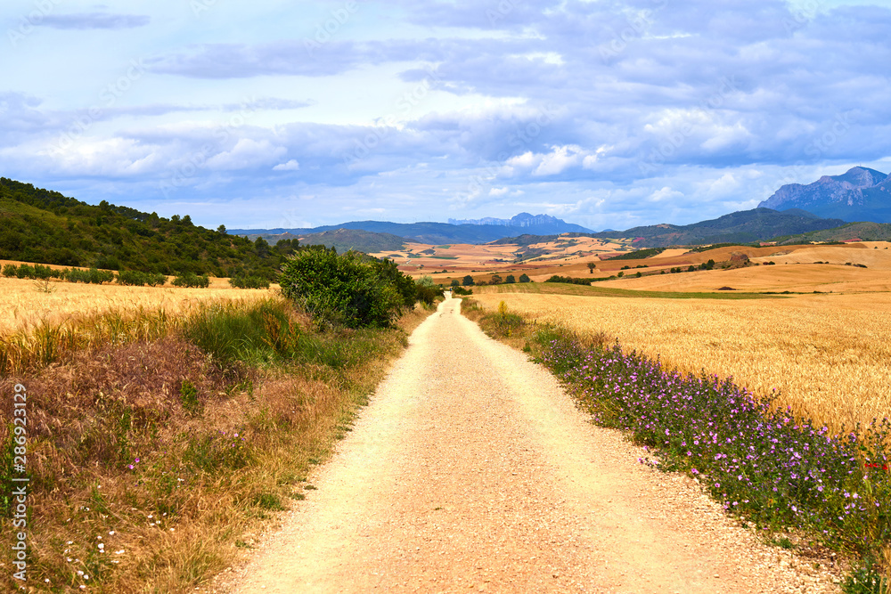 Naklejka premium Scenery of the Camino de Santiago in Spain, peaceful countryside path in a beautiful summer day. The path reaches the horizon