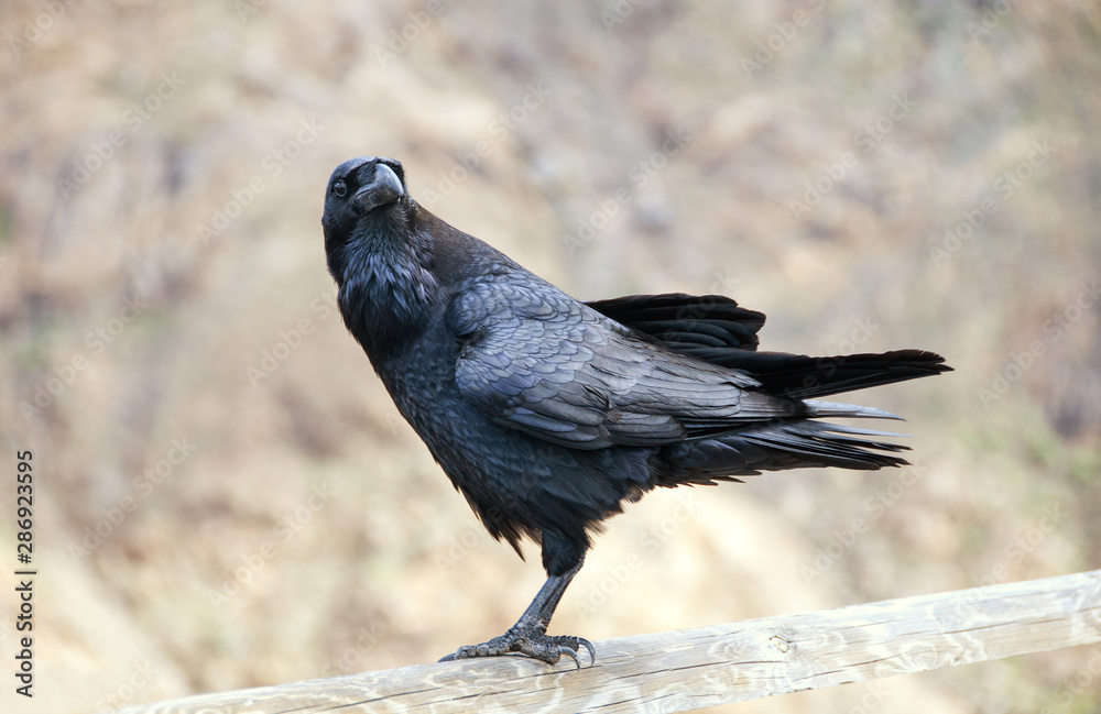 Fototapeta premium Black Crown Corvus Corax Watching