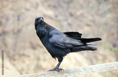 Black Crown Corvus Corax Watching