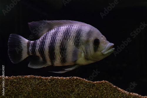 The Zebra Tilapia (Tilapia buttikoferi) is a West African cichlid, inhabits freshwater rivers and streams. photo