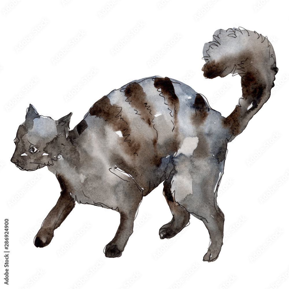 Obraz Cat pet animal isolated. Watercolor background illustration set. Isolated animal illustration element.
