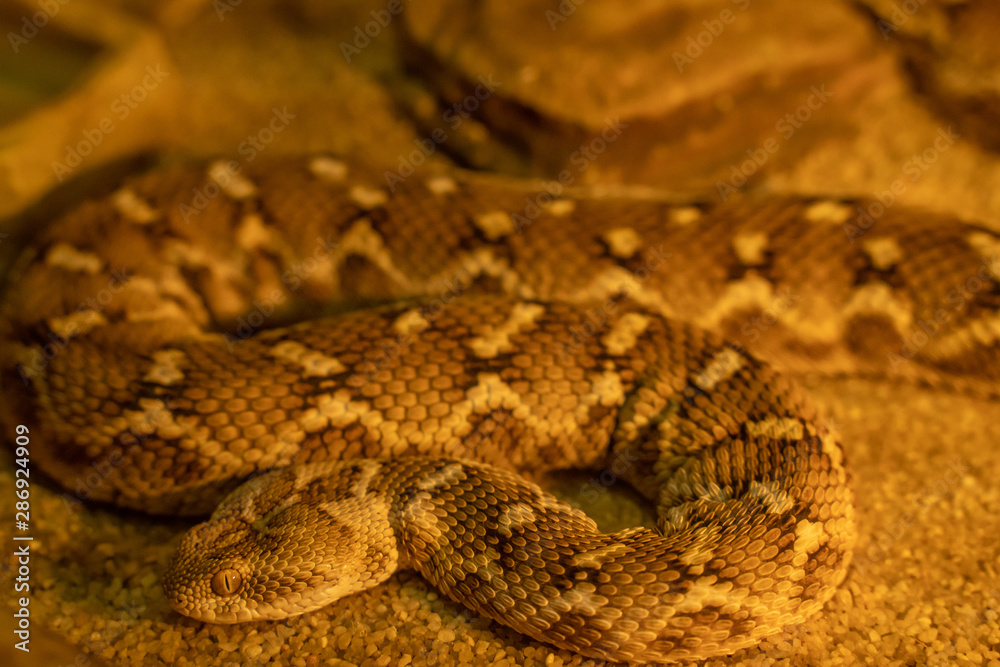 snake 2 snake 2