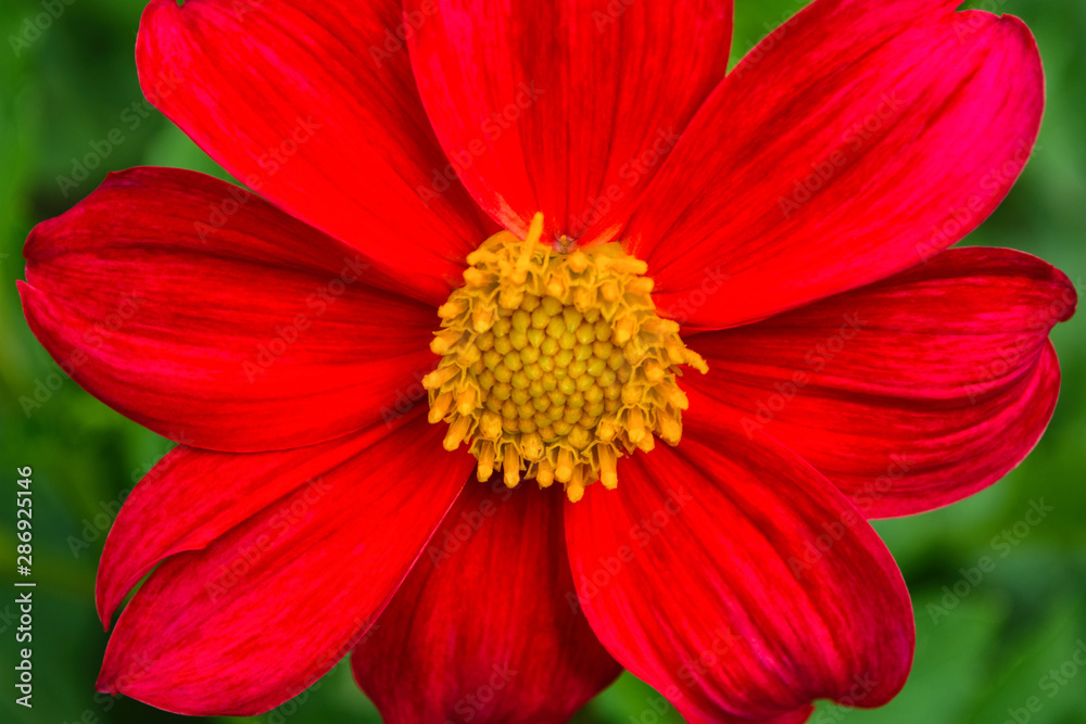 Flowers Dahlia Flowers Dahlia