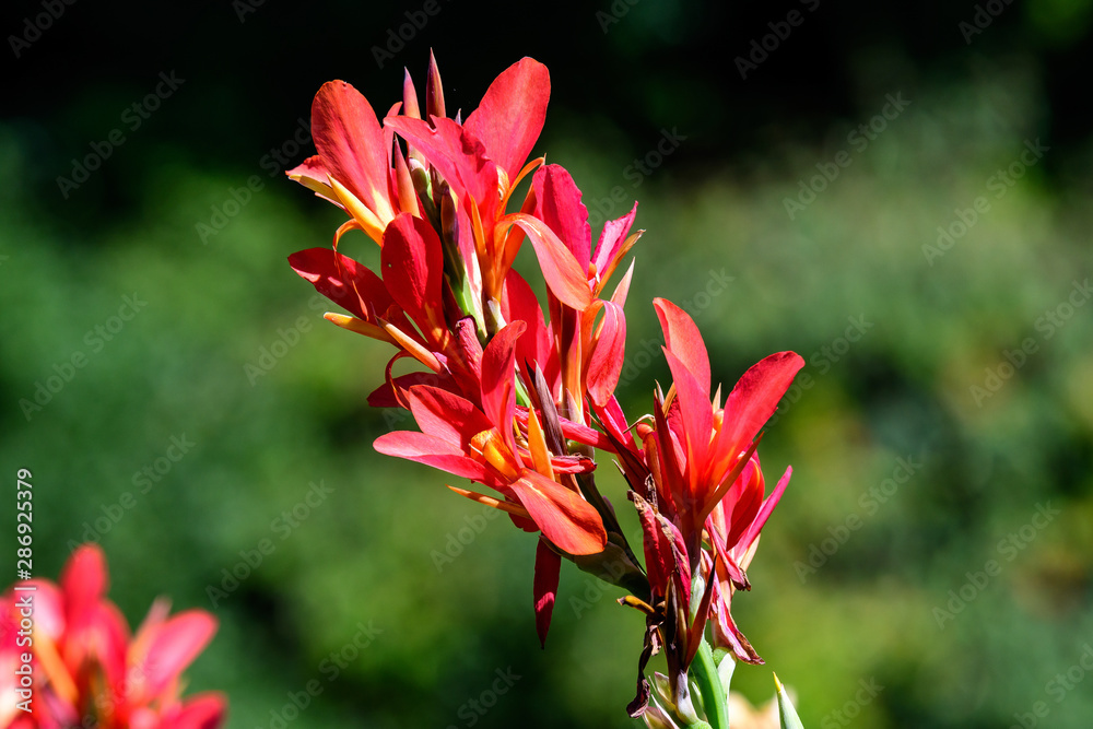 Red flowers of Canna indica, commonly known as Indian shot, African arrowroot, edible canna, purple arrowroot or Sierra Leone arrowroot, in soft focus, in a garden in a sunny summer day Red flowers of Canna indica, commonly known as Indian shot, African arrowroot, edible canna, purple arrowroot or Sierra Leone arrowroot, in soft focus, in a garden in a sunny summer day