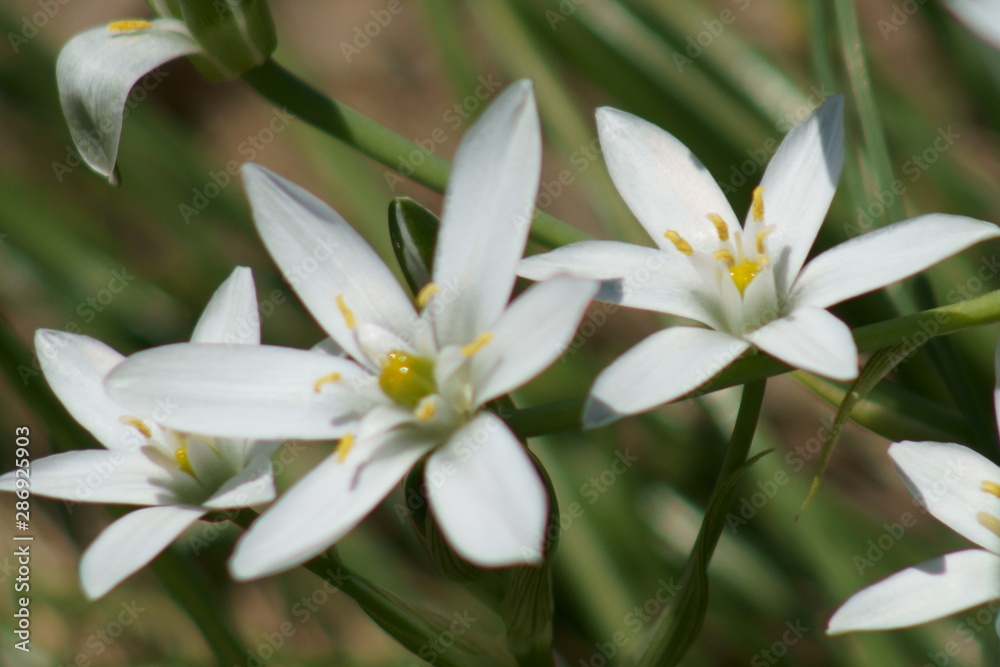 White flower