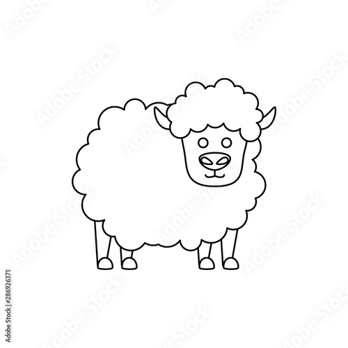 cute little sheep animal farm