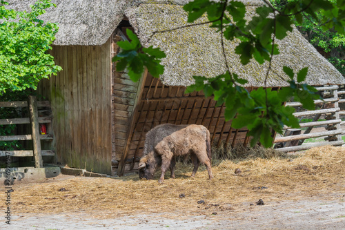 Żubry, Zagroda pokazowa, Woliński Park Narodowy, Międzyzdroje #286926947