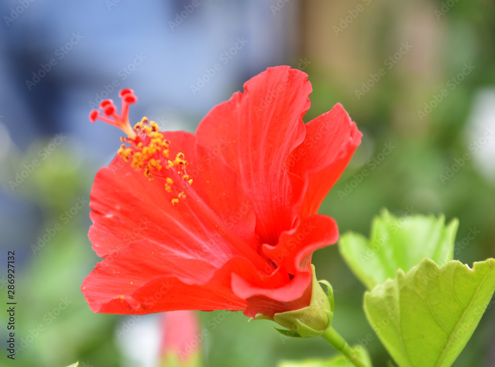 Beautiful Pink Colored China Rose - Hibiscus Beautiful Pink Colored China Rose - Hibiscus