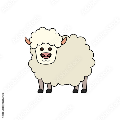 cute little sheep animal farm