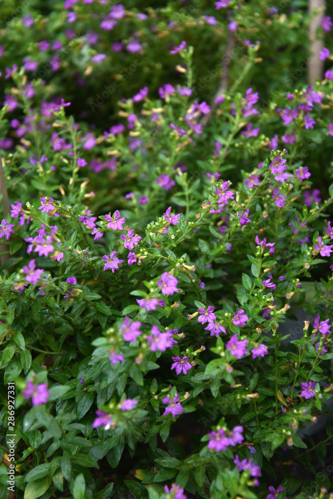 Purple Colored Flowering Plant Purple Colored Flowering Plant
