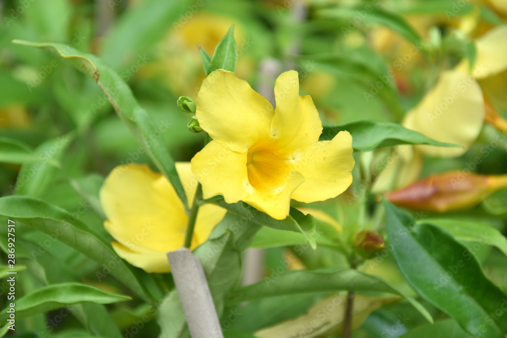Yellow Colored Tecoma Flowers