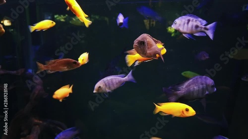  Colorful African cichlids fishes in a public aquarium
