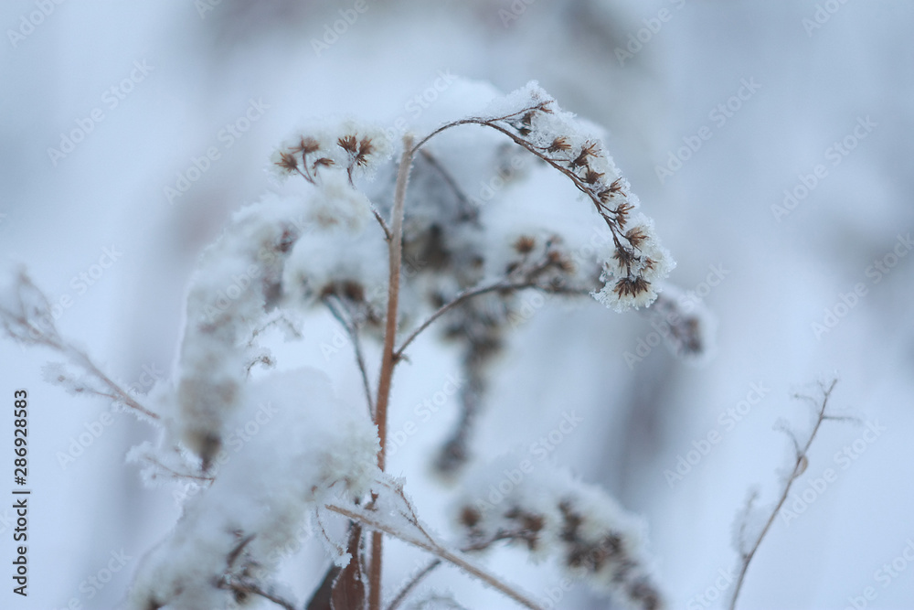 Frozen plant covered by snow and ice in winter