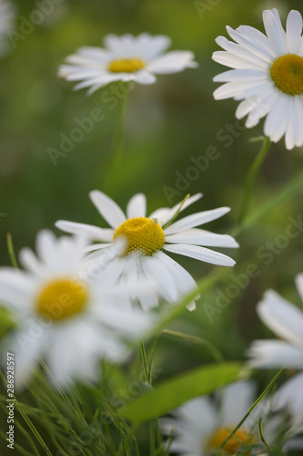 Daisies grow in the field