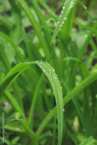 Wet green leaves with a drop of water after the rain
