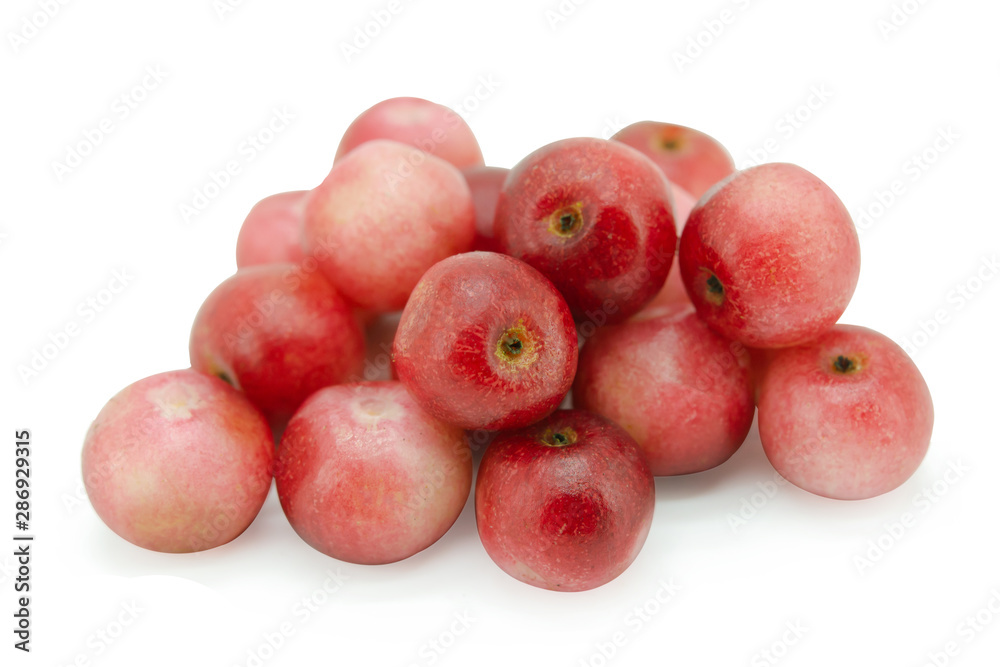 antidesma, thwaitesianum, isolated, background with clipping path antidesma, thwaitesianum, isolated, background with clipping path