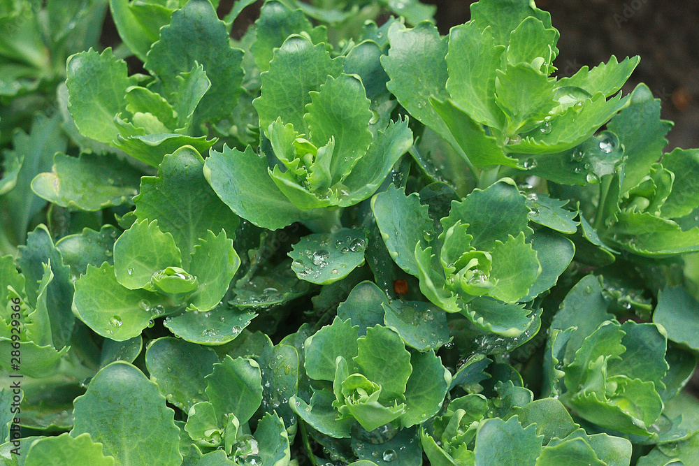 Sedum prominent (Sedum hylotelephium spectabile, Herbstfreude, Stonecrop Autumn Joy). Ornamental autumn garden plant Sedum prominent (Sedum hylotelephium spectabile, Herbstfreude, Stonecrop Autumn Joy). Ornamental autumn garden plant