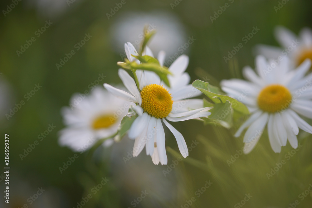 Fototapeta premium Daisies grow in the field